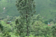 ADUBETTU LEISURE